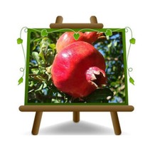 Melograno Acco 128 Pianta da