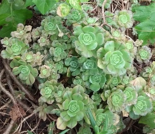 Talee aeonium webb bertel - &,