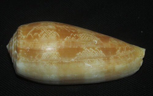 Rare conus vicweei cone - 80,