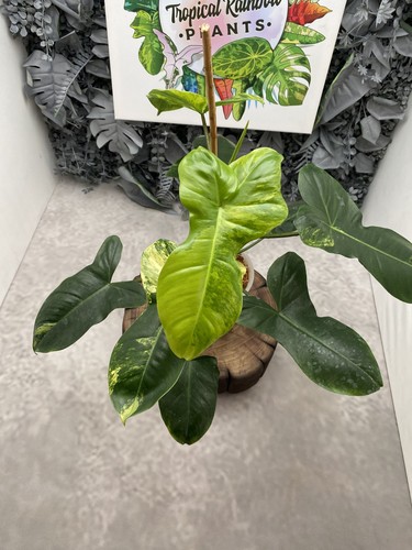 Philodendron florida beauty - philodendron,