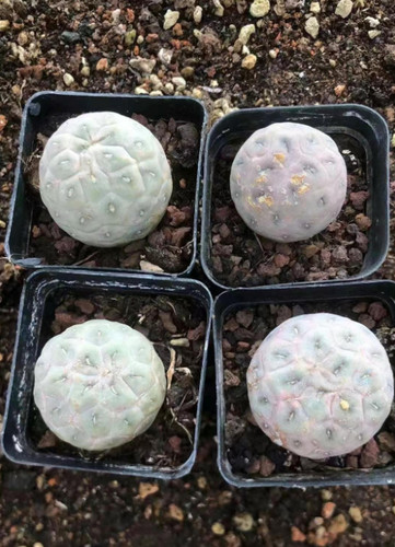 2pcs pianta succulenta - 2pcs, di
