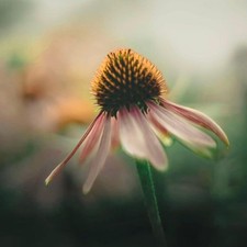 Fujinon 55 mm f1.8 M42 fusione