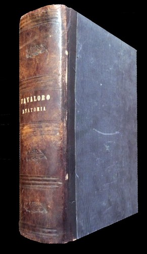 Favaloro manuale anatomia - manuale,