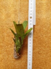 Neoregelia Xenia, piccola (rimanente) rilegata.