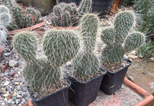 Grizzlybärkaktus Opuntia