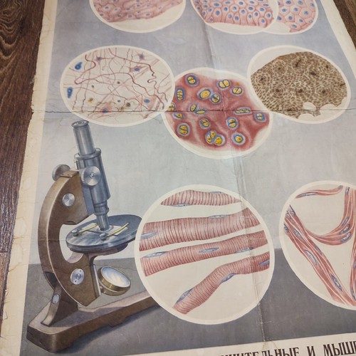 Anatomia biologia poster - anatomia,