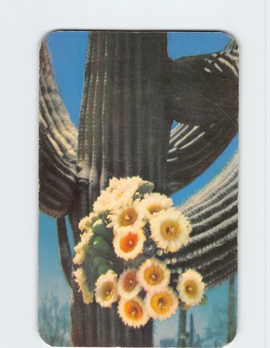 Cartolina fiori saguaro - fiori,