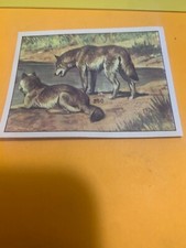 FIGURINA N.250 ANIMALI