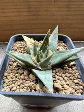 Ariocarpus trigonus v. minor, Own Root, 6 cm, 6 cm Pot, Not Copiapoa, Aztekium