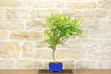 Bonsai di Glicine Giapponese a
