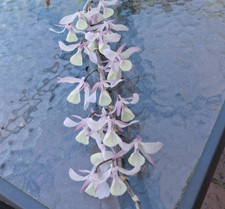 Orchidea dendrobium aphyllum - dendrobium,