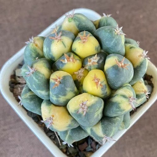 Sale rare cacti - sale,
