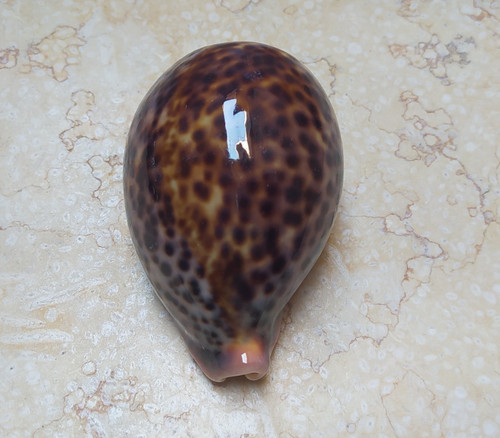 Cypraea pantherina huge size - cypraea,