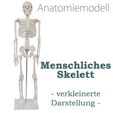 Scheletro umano anatomia