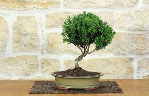 Bonsai tasso - di,