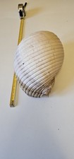 conchiglia gigante