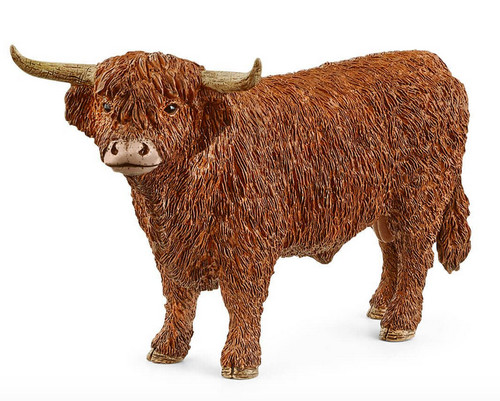 Toro highland bull - bull, in