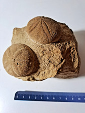 Coppia di ricci fossili (Echinoidea) era paleozoica - Gironde (Francia)