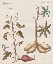 Pianta di patate manioca