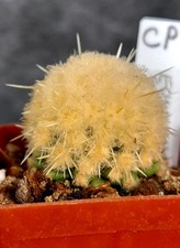 CP ECHINOCACTUS GRUSONII