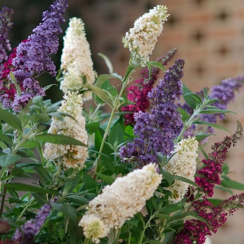 Buddleia davidii tricolor - buddleia,