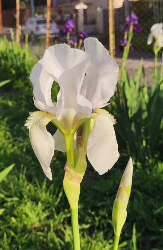 Rizomi iris germanica - n°10,