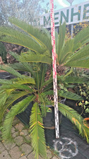 Cycas revoluta 160-180 cm