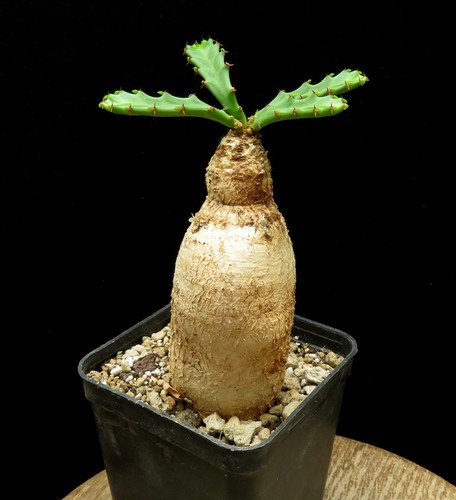 Euphorbia stellata caudex - stellata,,