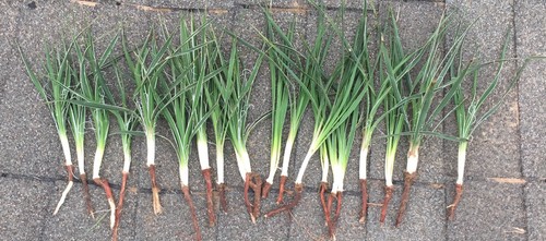 Yucca plants starter - yucca, 🌱