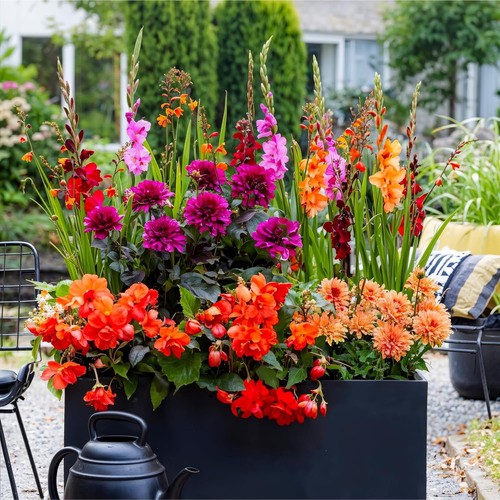 Mix bulbi fiore - mix,