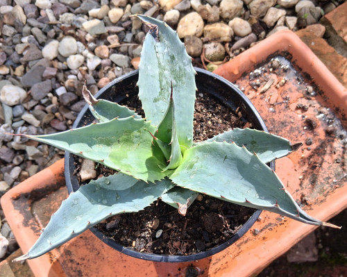 O21 agave ovatifolia - agave, a