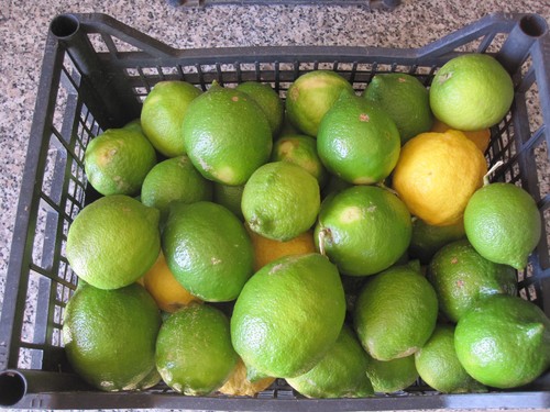 Limoni verdelli di - kg,