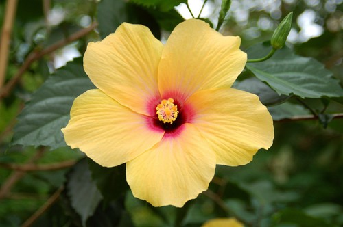 Semi hibiscus yellow - 25-semi, -hibiscus-