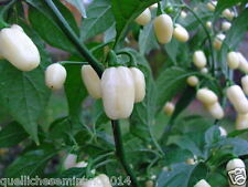 20 semi puri i di habanero white- bianco -vaniglia- peperoncino piccante+guida++