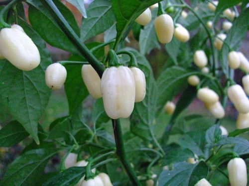 Semi puri di - puri, habanero