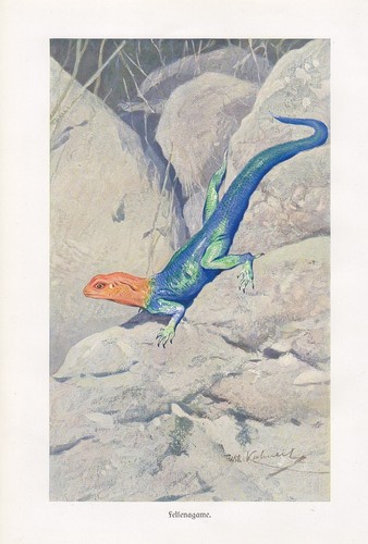 Felsenagame agama planiceps - felsenagame,