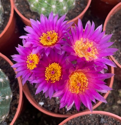 3pcs cactus pianta - cactus,