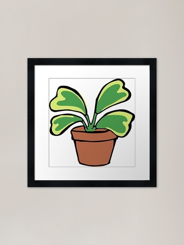 Quadro variegato hoya kerrii - hoya,
