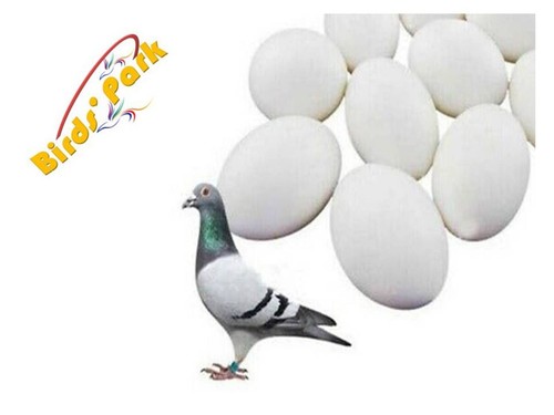 Uova fittizie per - , piccioni