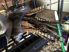 Piume di coda di fagiano selvatico originali. 10 pezzi. 16-18 pollici