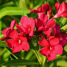 Nerium oleander "rosso" -