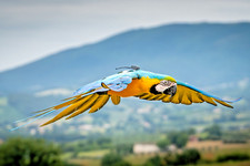 CACATUA Pettorina Per Volo Libero Pappagalli. Pettorina per GPS e Telemetria.