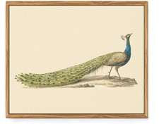 Vintage Bird Living Room