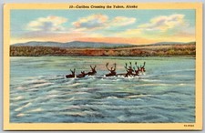 Caribou che attraversa - , lo