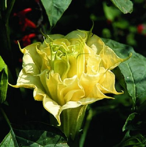 Semi datura doppia giallo - 10,