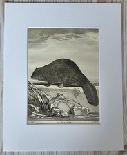 1767 litografia stampa