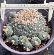 Boutique 13,5 cm Caci WYSIWYG