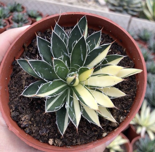 1pcs 12cm cactus pianta - cactus,