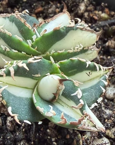 Vendita rara pianta agave - rara,
