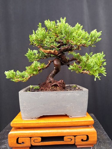 Quadro reale bonsai - quadro,
